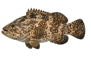 Brown-marbled Grouper Tiger Grouper Fish Self Adhesive Vinyl Sticker