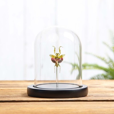 Taxidermie Schmuck Blumenanbeterin in Glaskuppel (Creobroter gemmatus)
