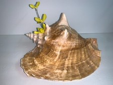 Huge 9.5" Conch Shell Aquarium Collectible