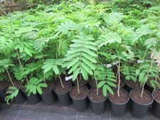 Albizia julibrissin 'Rosea' - Seidenbaum - Pflanze 30-50cm - Winterhart Albizie
