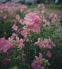 Malva alcea fastigiata 250 seeds