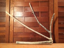 Beautiful 18" DRIFTWOOD Piece Art Terrarium Taxidermy Aquarium Beach Wood DECOR