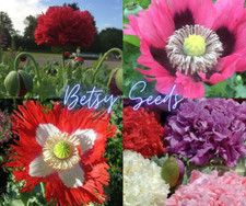 SALE NOW! GORGEOUS POPPY SEEDS. MIXED VARITIES.  5000 SEEDS
