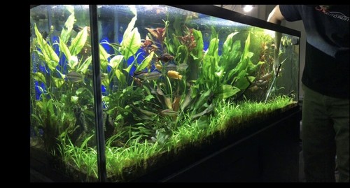 15x Dwarf Sagittaria Subulata Dwarf Sag Live Aquarium Plants Aquatic Plant  - Picture 7 of 11