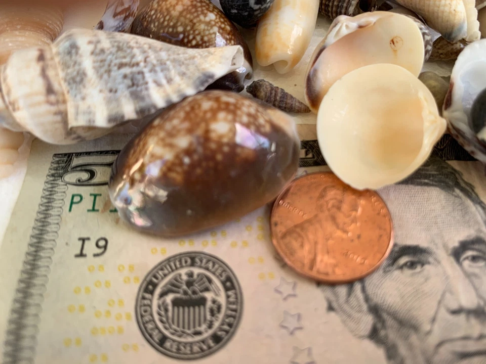 Assorted Mixed Seashells Sea Shells Best Price US Seller FREE Ship! - Image 4 of 4