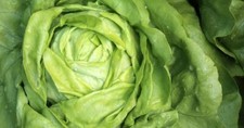 Lettuce Seeds  Bibb Lettuce Seeds,