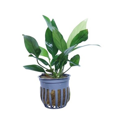 Anubias Nancon Aquarium Freshwater Live Plants