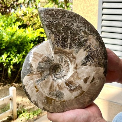 Polished Ammonite Snail Shell Fossil Smooth Surface for Home Office 6.9 lb