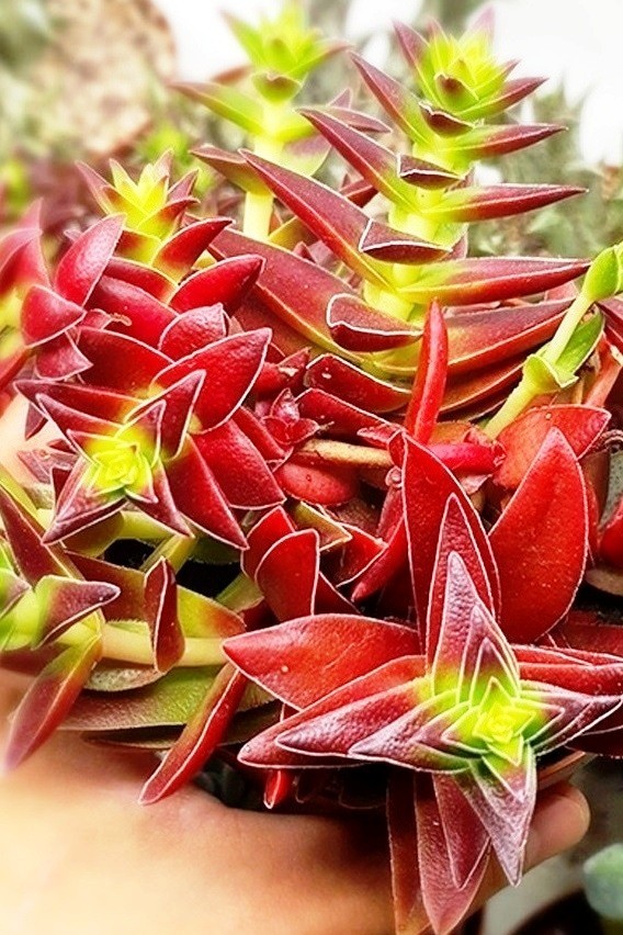 27 Plantes Succulentes Intérieur Extérieur Faciles d'Entretien avec Fleurs