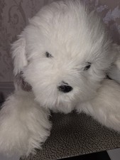 Vintage Stuffed Dog 1982 by R Dakin Old English Sheepdog Rare Collectable Plush