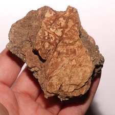 Triceratops Frill with Veins Dinosaur Fossil - Hell Creek Formation Cretaceous