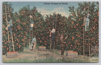 Postcard Workers on Ladders Picking Oranges in Florida Orange Grove 1952