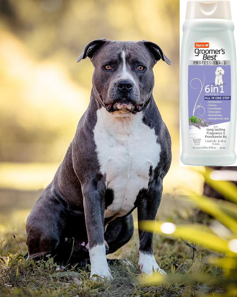 Hartz 6in1 Dog Shampoo & Conditioner, Groomer's Best Professionals