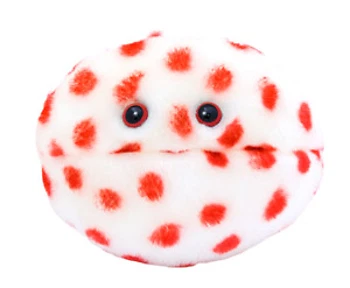 Measles (Morbillivirus) - Picture 1 of 1