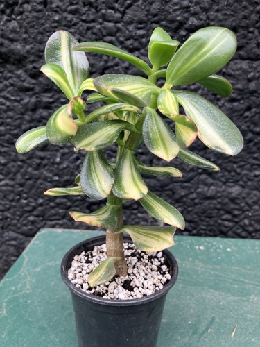 XL Crassula Ovata Mikaeri Bijin Return of Beauty Variegated Succulent Plant #7 - Picture 17 of 20