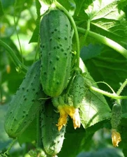 Cucumber seёds 250 cucumber Titus F1, heirloom organic rare seёds -891