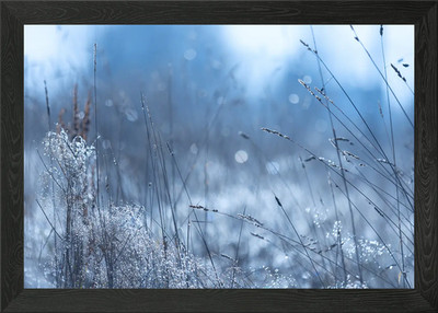 Frozen Grass in the Morning Meadow Framed Wall Art Poster Canvas Print Picture