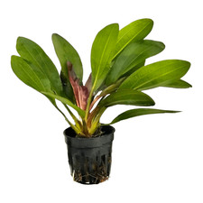Echinodorus Red Rubin Aquarium Plants Factory