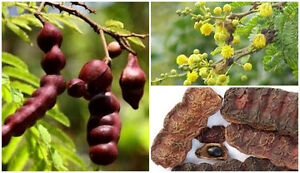 acacia fruit concinna seed shikakai tree shampoo lose traditional weight hair