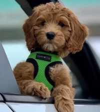 Dog Mesh Harness, No Pull No Choke, Adjustable Breathable, Green XS S  L