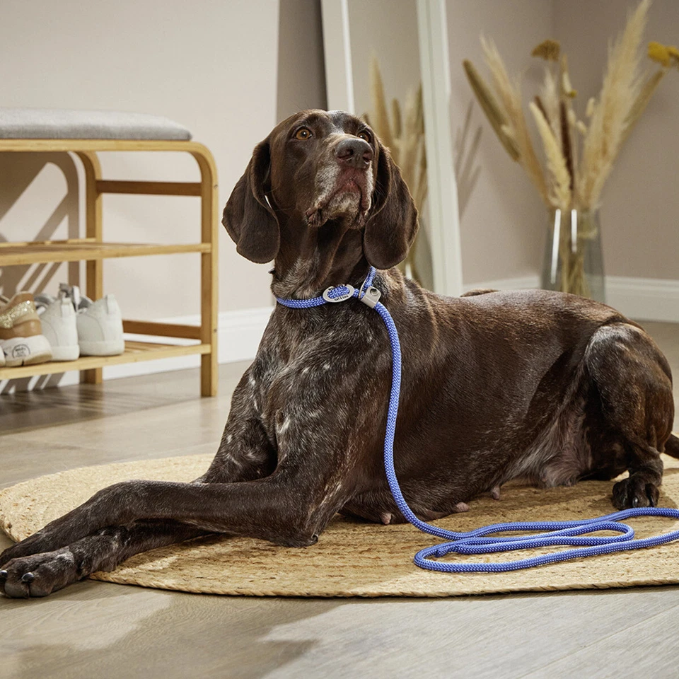 Wolters Moxonleine K2 riverside blue - Kombi Führleine Halsband für Hunde - Bild 2 von 3