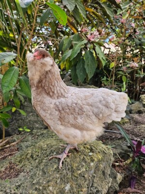 (6) Mauve and Chocolate Ameraucana Hatching Eggs - Possible Chocolate Splash!