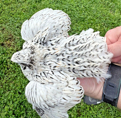 15+ RARE Pearl Fee Quail Hatching Eggs NPIP AI Free