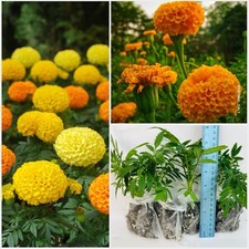 African Marigold Inca, Marvel F1 Hybrid Mix, Genda, Large flower 4 plants UK