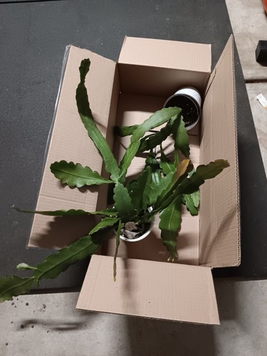 PRIVATE LISTING FOR MEIGY