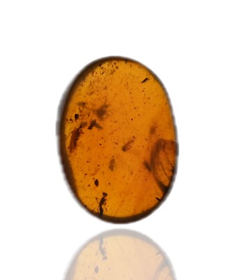 Swarm of Wasps, Beetles, and Flies, Fossil insect inclusion in Burmese Amber