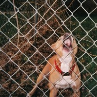 Pop Culture | Knocked Loose | Audio-Cd | CD | 2023 | Soulfood Music