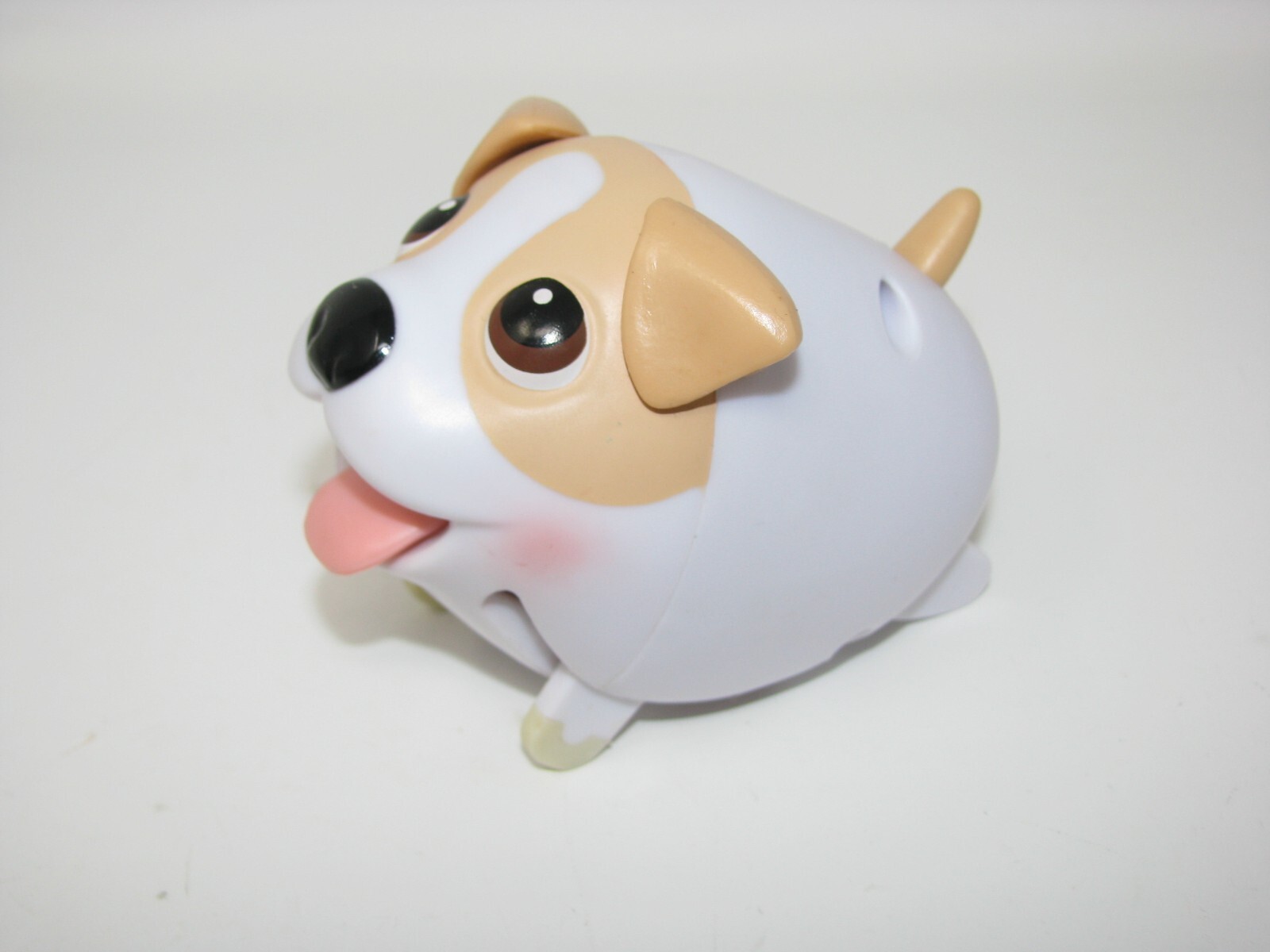 Cucciolo Jack Russell Terrier in cerca di una casa