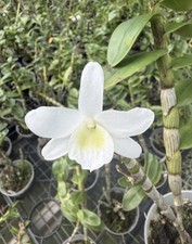 Dendrobium Angel Baby Nobile Type Den. 4  Orchid Plant
