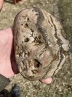 Dakota Prairie Agate. 1pound 6.80 Oz — photo 6
