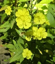 1 Gram Common Evening Primrose Seeds/NATIVE N East US/Oenothera biennis/Organic 