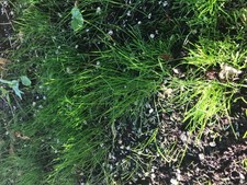 20500185 Shady Lawn Seed, 10 m2, 300 g, Green 73.30 per kilo