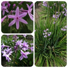 Aglio da camera Tulbaghia violacea Knobiflirt aglio-capoliglia spezia 
