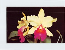 Postcard Yellow Orchid