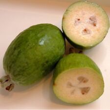 Pineapple Guava Feijoa sellowiana 'Nazemetz' Tropical Fruit Trees