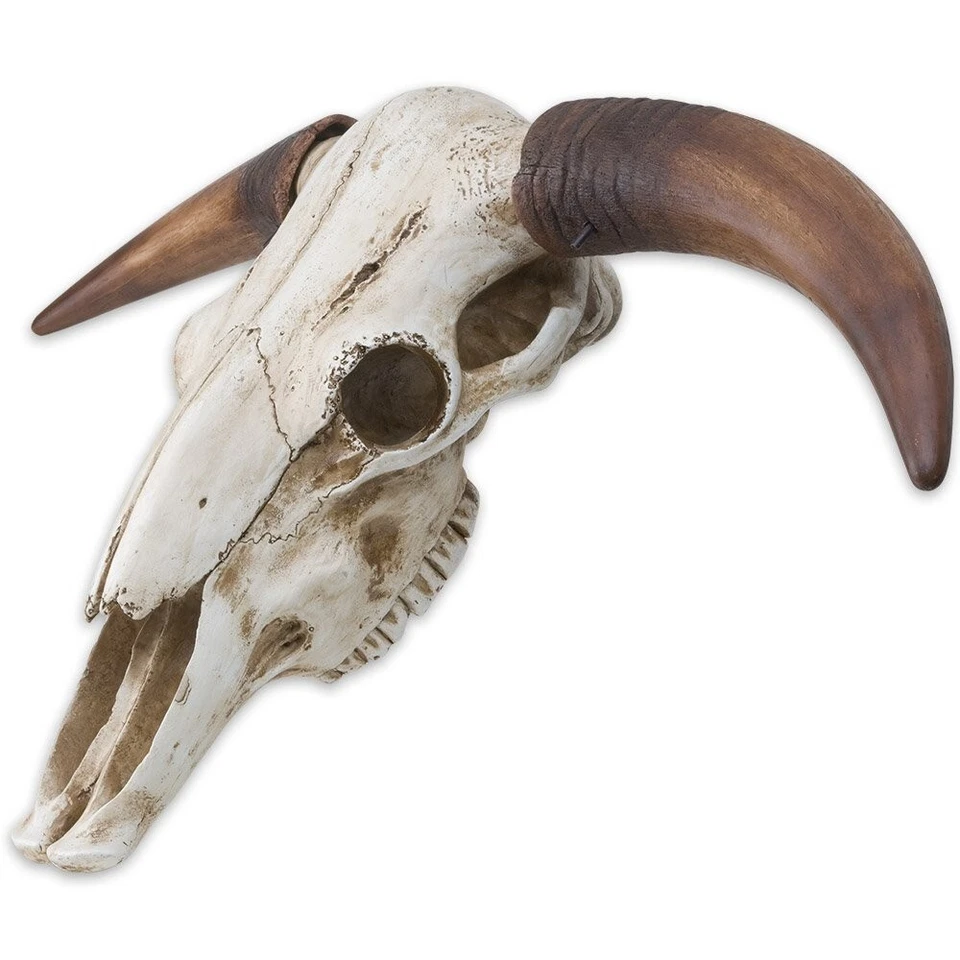 Massive Full Size Bull Steer Skull - Image 2 of 3
