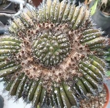 Uebelmannia pectinifer WYSIWYG Cristata innestata