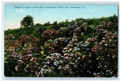 Mountain Laurel As Seen From Uncanoonuc Trolley Line Goffstwown NH Postcard