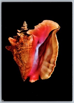 1960s Queen Pink Conch AMNH New York NY Postcard