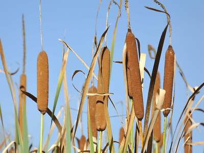 50 CATTAILS Cat Tails Typha Latifolia Water Pond Grass Flower Seeds *Flat  S/H | eBay