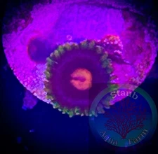 SAF~ “WYSIWYG” Blow Pops Zoanthid Coral Frag, Palythoa, Paly, Zoa