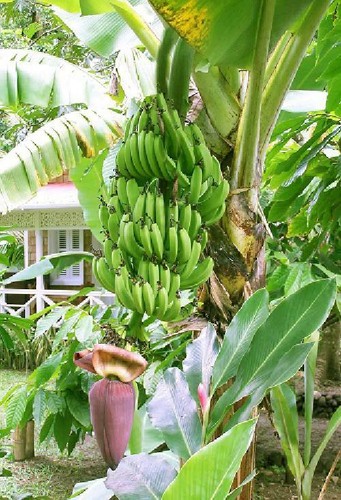 banana tree plant click here