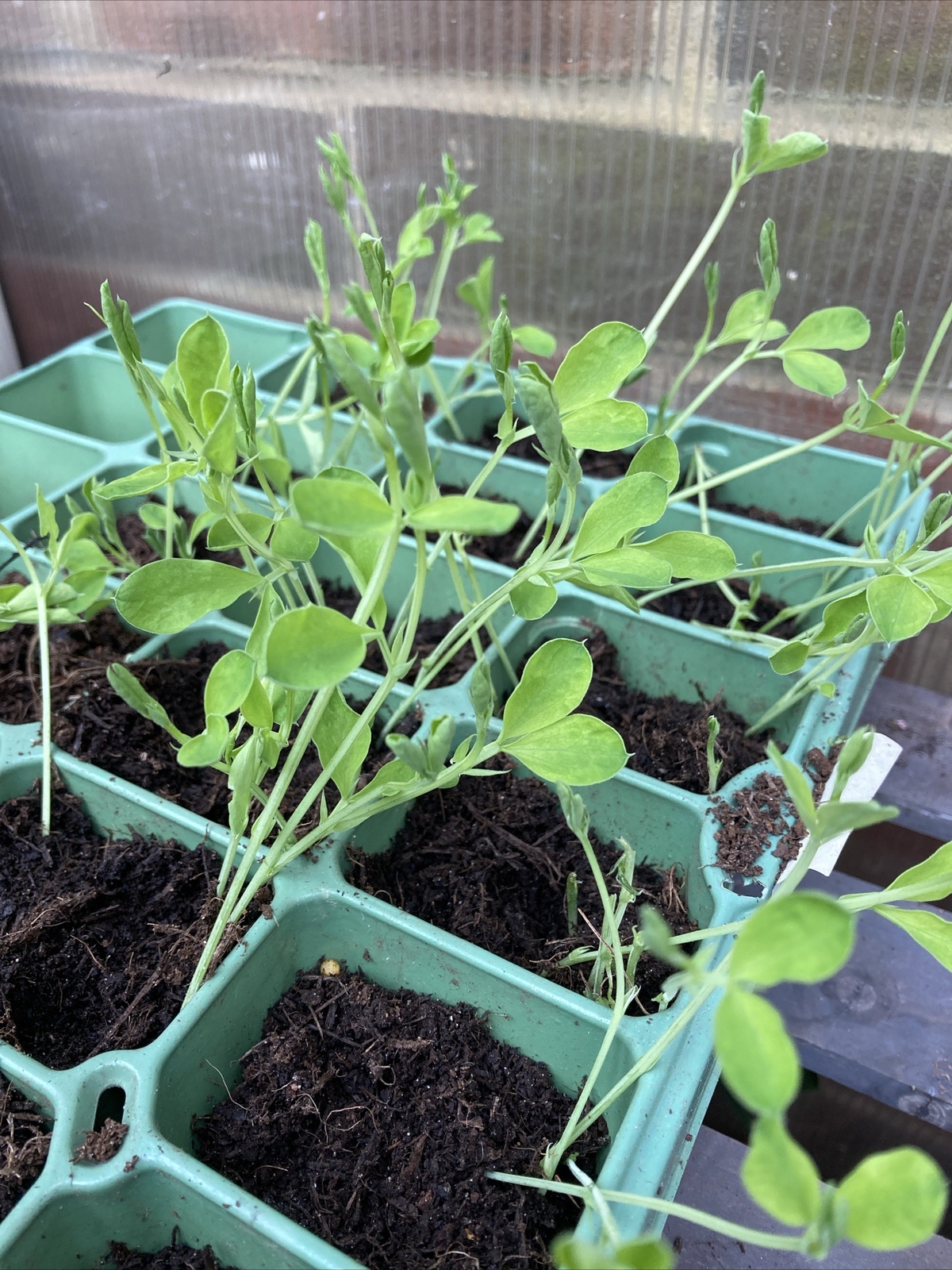 sweet pea plug plants Spencer Variety No Seeds Pre Order Ready Now eBay