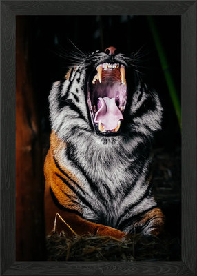 Brüllender Sumatra Tiger Portrait gerahmtes Wandbild Poster Leinwanddruck Bild