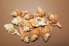 CYMATIUM PYRUM SEASHELLS / Upscale Craft Supply / Whole Shells / Beach Accents