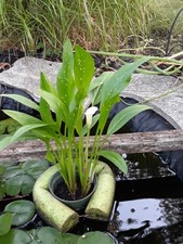 Calla lily white/Zantedeschia bulbs 3 